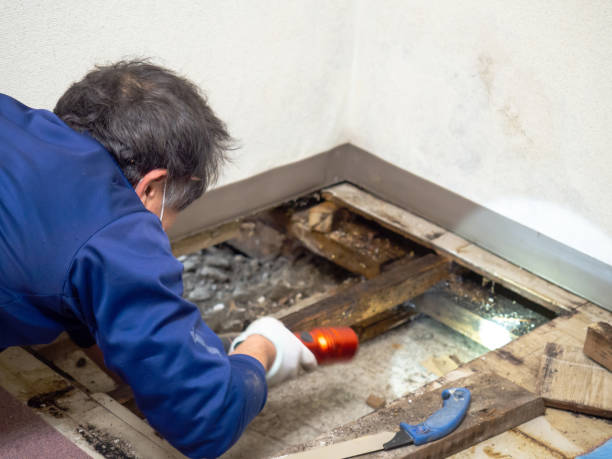 Best Attic Mold Removal  in Pitola, CA