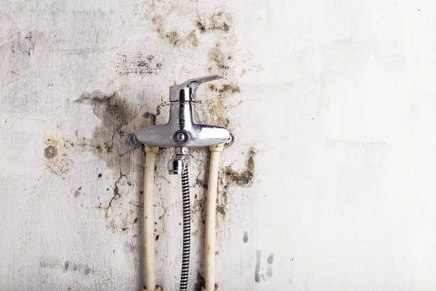 Best Mold Remediation  in Pitola, CA