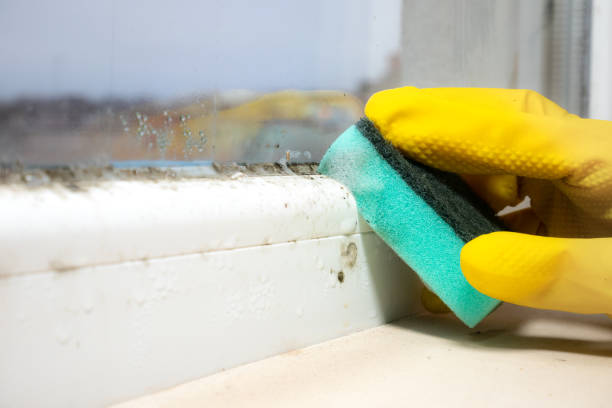 Attic Mold Removal in Capitola, CA