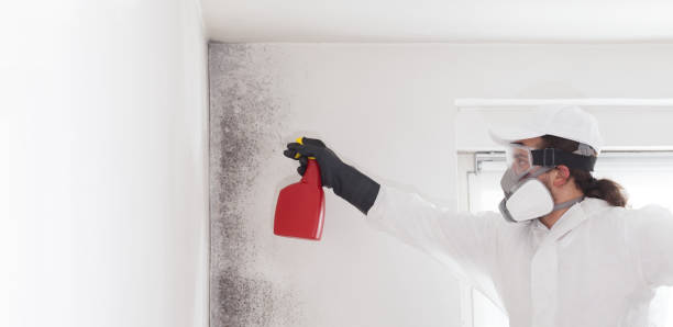 Best Mold Cleaning Services  in Pitola, CA