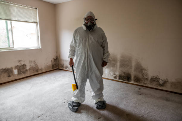 Best Toxic Mold Removal  in Pitola, CA
