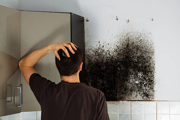 Best Attic Mold Removal  in Pitola, CA